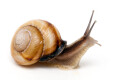 Caucasotachea calligera Megri, Armenia, adult, import, 32mm